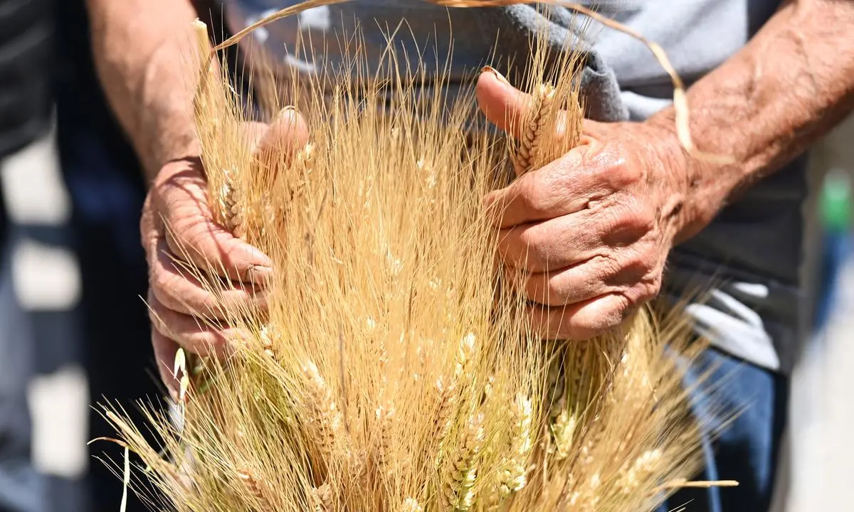 https://images.class.atexcloud.io/view/acePublic/alias/contentid/6bb9b86e-734f-40ae-bf75-1101e8f76ea4/0/flash-mob-cia-agricoltori-difendiamo-il-grano-italiano.webp