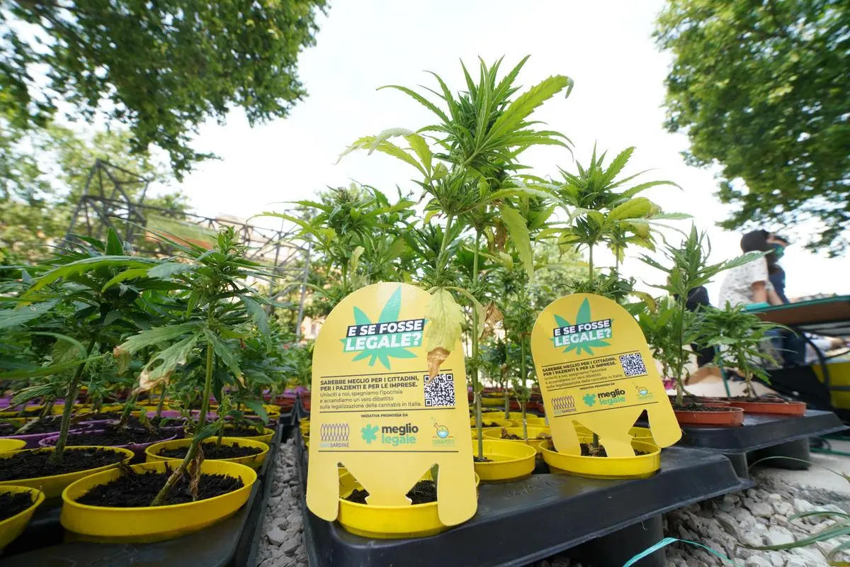 https://images.class.atexcloud.io/view/acePublic/alias/contentid/8241e4dd-897b-4408-83ad-cbec211fc2c2/0/sardine-seimila-piantine-di-cannabis-nelle-piazze.webp